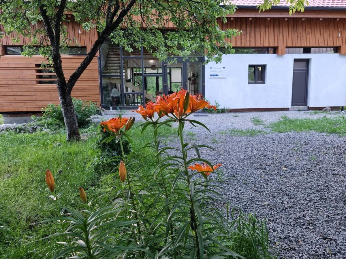 Bed and Breakfast Aster Panzio Cîmpu Cetăţii Exteriér fotografie