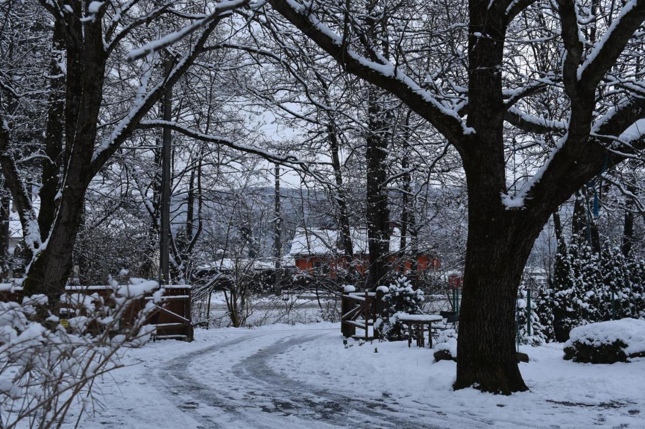 Bed and Breakfast Aster Panzio Cîmpu Cetăţii Exteriér fotografie