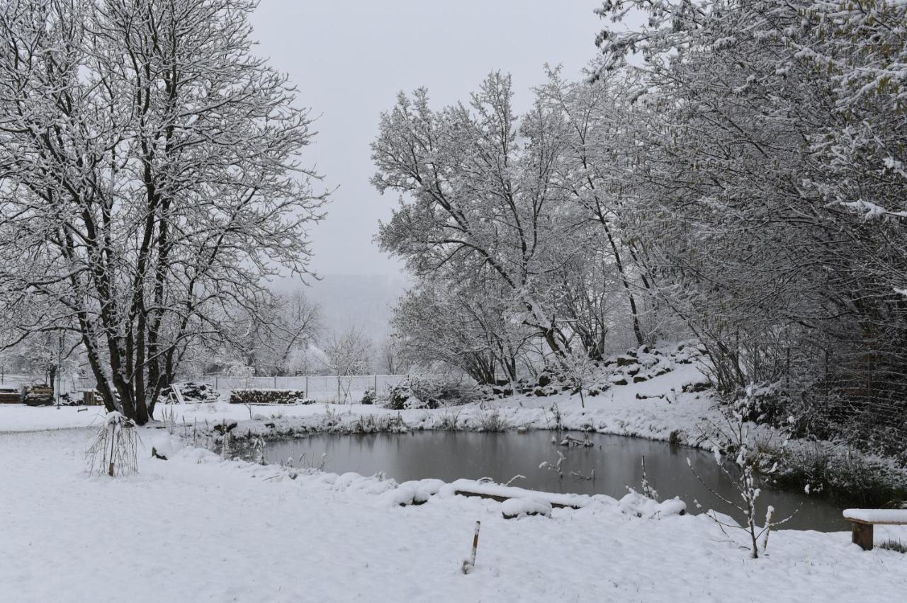 Bed and Breakfast Aster Panzio Cîmpu Cetăţii Exteriér fotografie